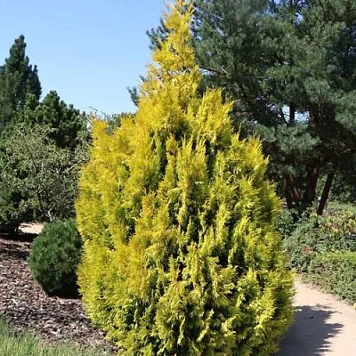 Туя СТОУНХАМ ГОЛД складчатая в Тамбове