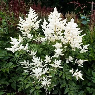 Астильба ДОЙЧЛАНД японская в Тамбове