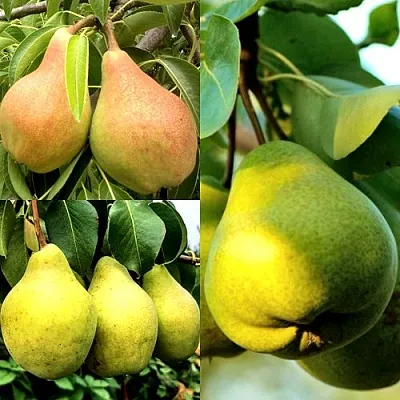 Комплект НАСТОЯЩИЙ ВОСТОРГ в Тамбове