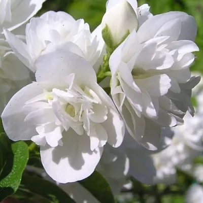 Жасмин ЖИРАНДОЛЬ в Тамбове