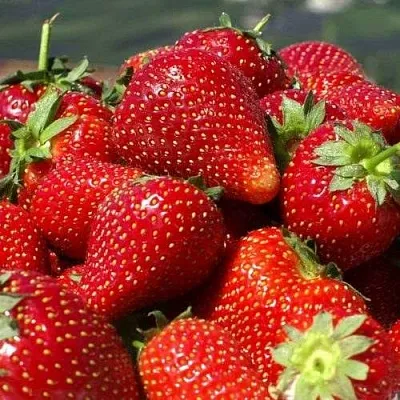 Клубника ПИРЧИНКЬЮ  Клубника ПИРЧИНКЬЮ в Тамбове