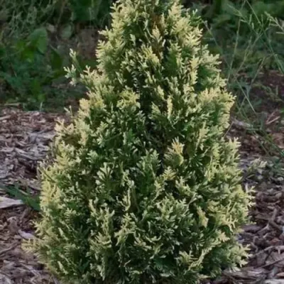 Туя БРАБАНТ ВАРИЕГАТТА западная — описание сорта Туя БРАБАНТ ВАРИЕГАТТА западная в Тамбове