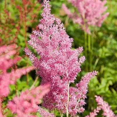 Астильба РЕЙНЛЕНД японская в Тамбове