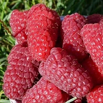 Малина САМОСВАЛ  Малина САМОСВАЛ в Тамбове