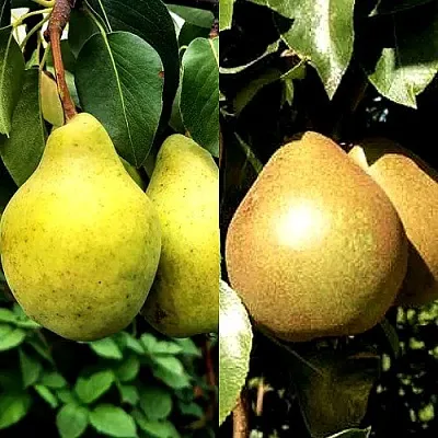 Комплект ДУЭТ в Тамбове