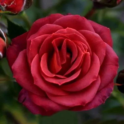 Саженцы роз ЧОКОЧИНО спрей  Саженцы роз ЧОКОЧИНО спрей в Тамбове