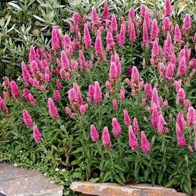 Вероника РОЗЕА колосковая в Тамбове