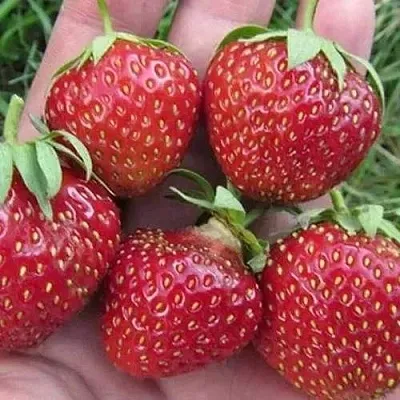 Клубника ВИМА ЗАНТА  Клубника ВИМА ЗАНТА в Тамбове