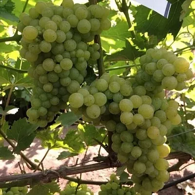 Виноград КИШМИШ 311  Виноград КИШМИШ 311 в Тамбове