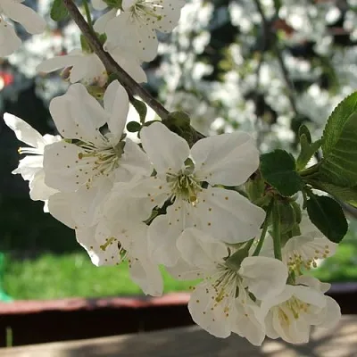 Вишня УМБРАКУЛИФЕРА  Вишня УМБРАКУЛИФЕРА в Тамбове