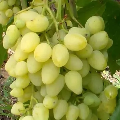 Виноград ЗАРНИЦА  Виноград ЗАРНИЦА в Тамбове