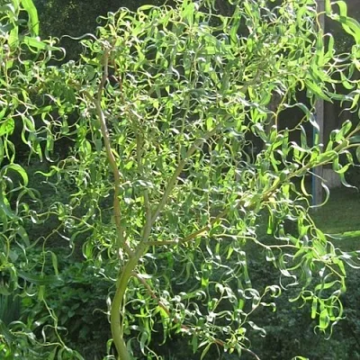 Ива МАТСУДАНА  Ива МАТСУДАНА в Тамбове