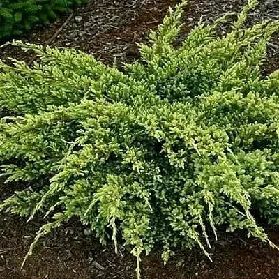 Можжевельник ДРИМ ДЖОЙ чешуйчатый  Можжевельник ДРИМ ДЖОЙ чешуйчатый в Тамбове