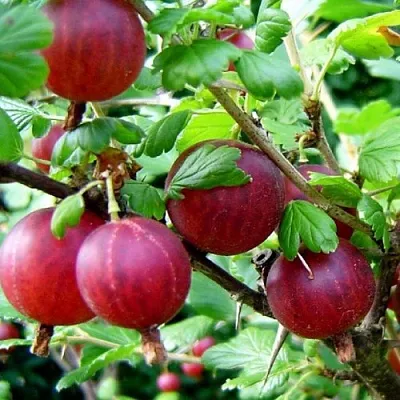 Крыжовник КОНСУЛ  Крыжовник КОНСУЛ в Тамбове