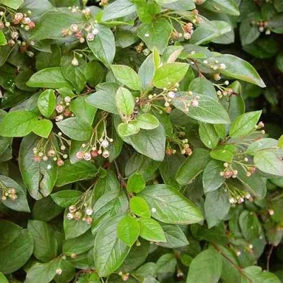 Кизильник блестящий — описание сорта Кизильник блестящий в Тамбове