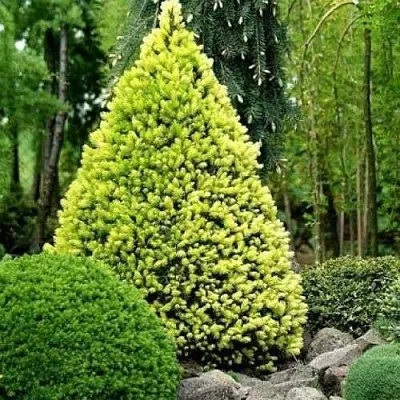 Ель РЕЙНБОУЗ ЭНД сизая  Ель РЕЙНБОУЗ ЭНД сизая в Тамбове