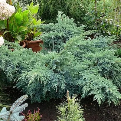 Можжевельник БЛЮ ШВЕД (СВИД) чешуйчатый  Можжевельник БЛЮ ШВЕД (СВИД) чешуйчатый в Тамбове