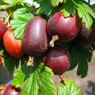 Крыжовник ЧЕРНОСЛИВОВЫЙ  Крыжовник ЧЕРНОСЛИВОВЫЙ в Тамбове