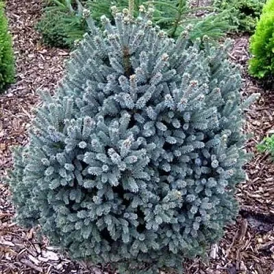 Ель НАНА сизая  Ель НАНА сизая в Тамбове