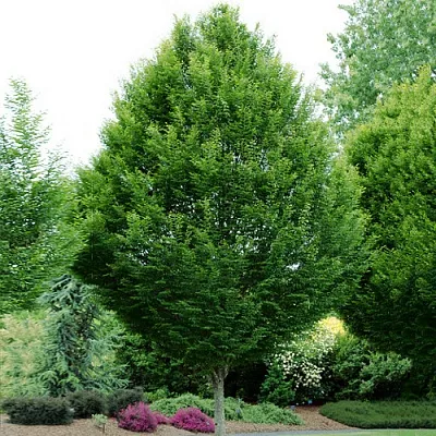 Граб Граб в Тамбове