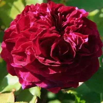 Саженцы роз ДИНО ДЕ ЛАУРЕНТИС шраб  Саженцы роз ДИНО ДЕ ЛАУРЕНТИС шраб в Тамбове