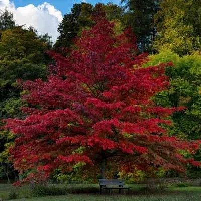 Дуб болотный в Тамбове