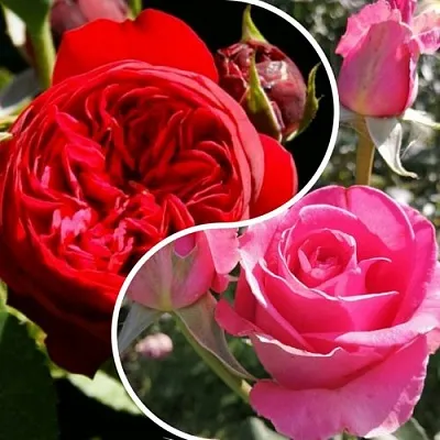 Комплект РОМАНТИЧЕСКИЙ БУКЕТ в Тамбове