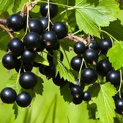 Смородина чёрная БЕЛОРУССКАЯ СЛАДКАЯ  Смородина чёрная БЕЛОРУССКАЯ СЛАДКАЯ в Тамбове