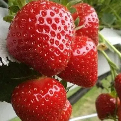 Клубника АРГЕНТЕРА  Клубника АРГЕНТЕРА в Тамбове