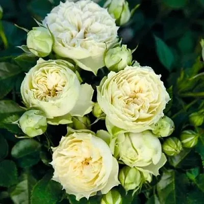 Саженцы роз БЛАНШЕТТ спрей  Саженцы роз БЛАНШЕТТ спрей в Тамбове