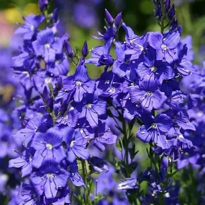 Вероника австрийская в Тамбове