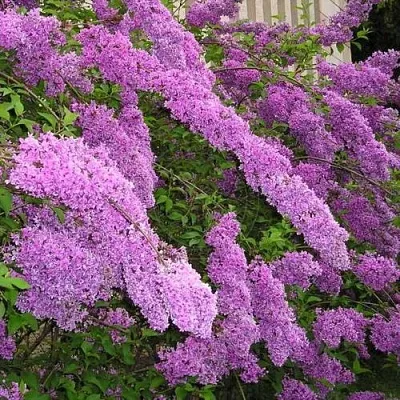 Сирень КИТАЙСКАЯ в Тамбове