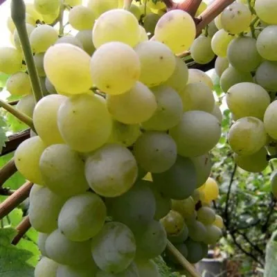 Виноград ТАЛИСМАН в Тамбове