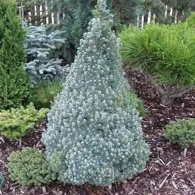 Ель САНДЕРС БЛЮ канадская  Ель САНДЕРС БЛЮ канадская в Тамбове