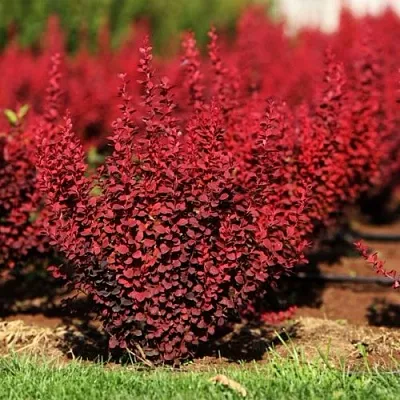 Барбарис ОРАНЖ РОКЕТ тунберга в Тамбове