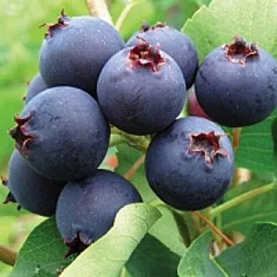 Ирга  Ирга в Тамбове