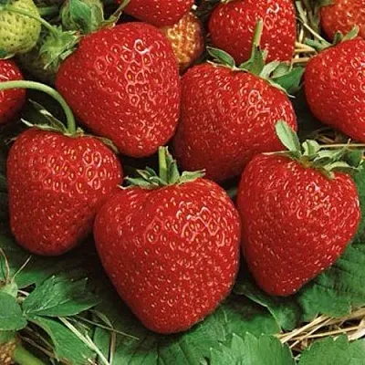 Клубника КОРОНА  Клубника КОРОНА в Тамбове