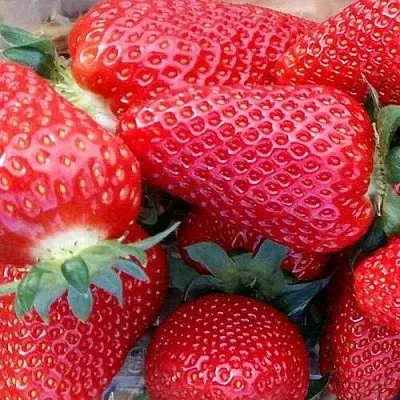 Клубника АМИ  Клубника АМИ в Тамбове