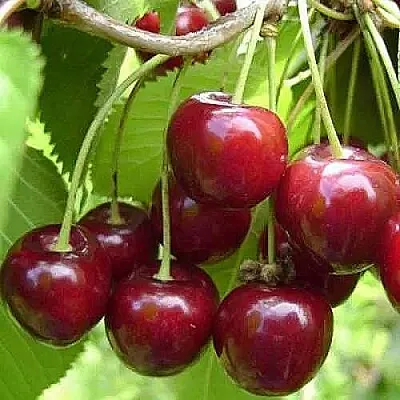 Вишня ХАРИТОНОВСКАЯ  Вишня ХАРИТОНОВСКАЯ в Тамбове