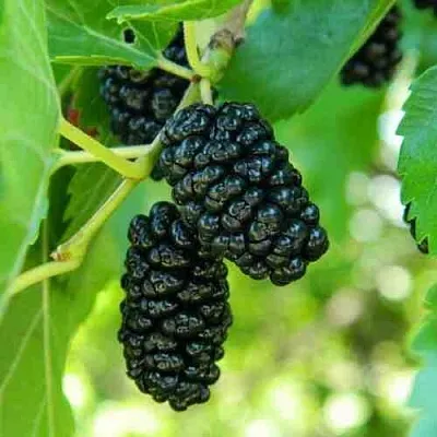 Шелковица  Шелковица в Тамбове