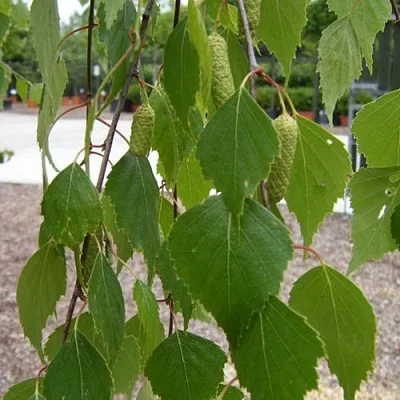 Береза ФАСЦИНЕЙШЕН белая   Береза ФАСЦИНЕЙШЕН белая  в Тамбове