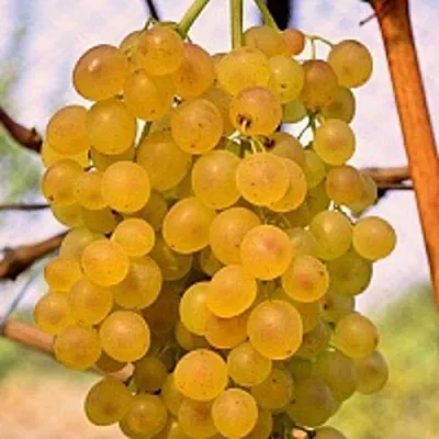 Виноград КИШМИШ КОКТЕЙЛЬ  Виноград КИШМИШ КОКТЕЙЛЬ в Тамбове