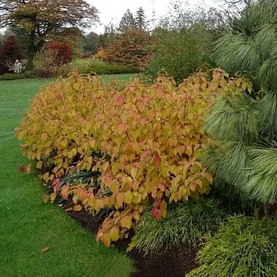 Дерен  АННА ВИНТЕР ОРАНЖ кроваво-красный   в Тамбове