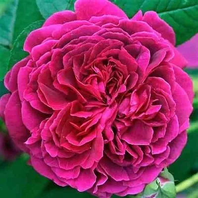 Саженцы роз ВИЛЬЯМ ШЕКСПИР английская  Саженцы роз ВИЛЬЯМ ШЕКСПИР английская в Тамбове