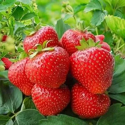 Клубника КИМБЕРЛИ  Клубника КИМБЕРЛИ в Тамбове