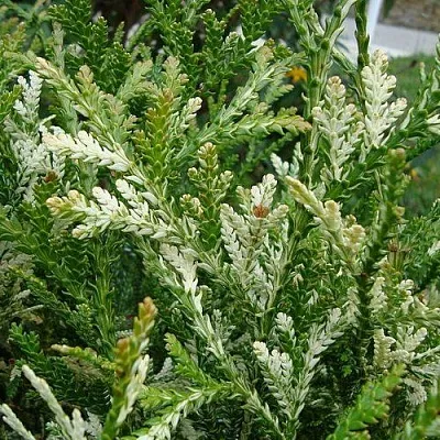 Туевик ВАРИЕГАТА долотовидный  в Тамбове