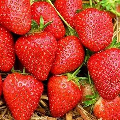 Клубника КВИКИ  Клубника КВИКИ в Тамбове