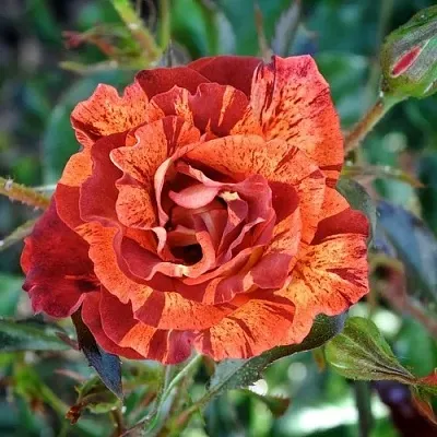 Саженцы роз САММЕР ЛОДЖ шраб  Саженцы роз САММЕР ЛОДЖ шраб в Тамбове