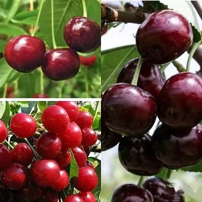 Комплект ВИШНЕВЫЙ САД в Тамбове