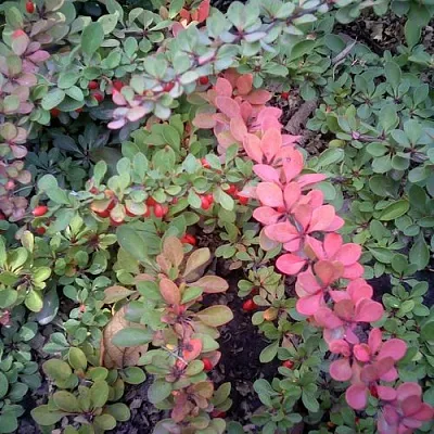 Барбарис ГРИН КАРПЕТ тунберга в Тамбове